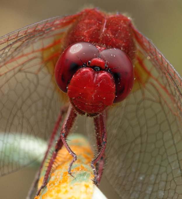 Crocothemis erytraea?